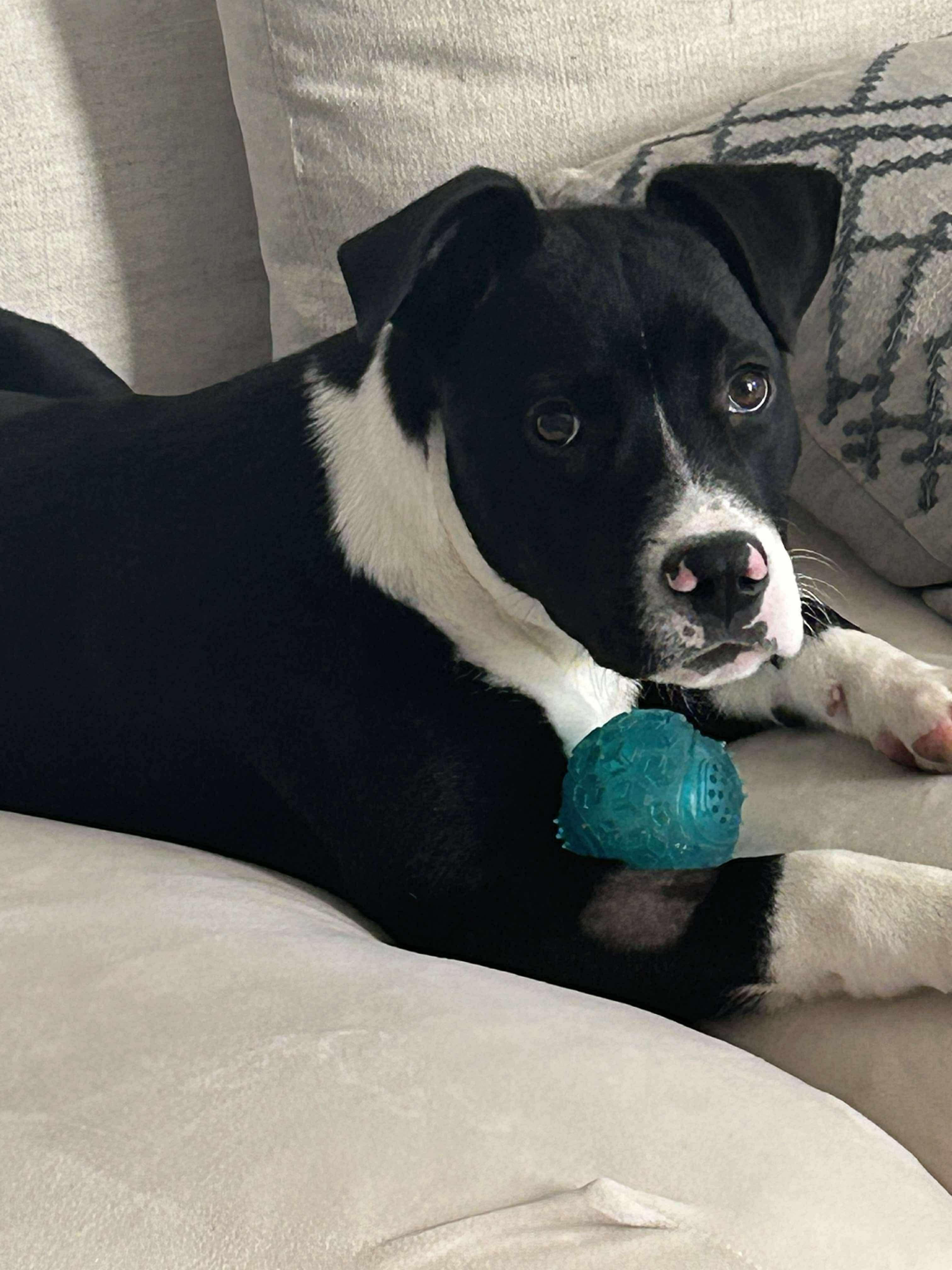 Enlarge Snoop, a ADOPTABLE mixed breed in Carmel, NY image 3/6