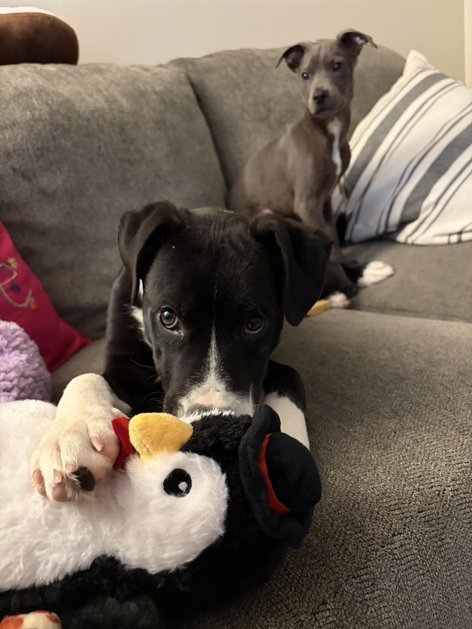 Enlarge Snoop, a ADOPTABLE mixed breed in Carmel, NY image 5/6