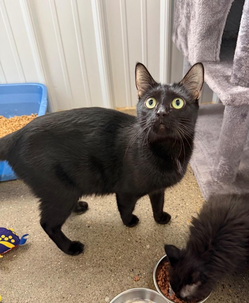 Ramen- retired momma, Adoptable, Adult Female Domestic Short Hair.