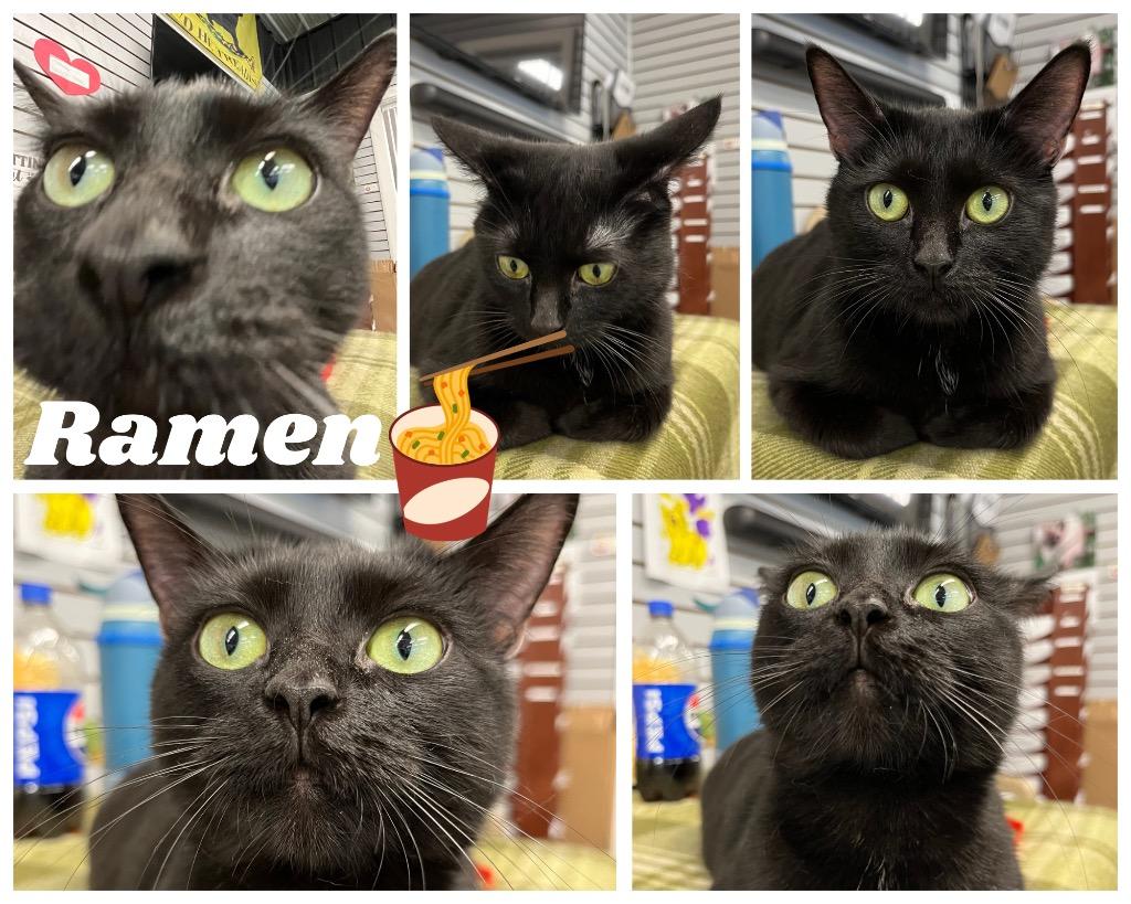 Enlarge Ramen- retired momma, a Adoptable mixed breed in Pierceton, IN image 3/6