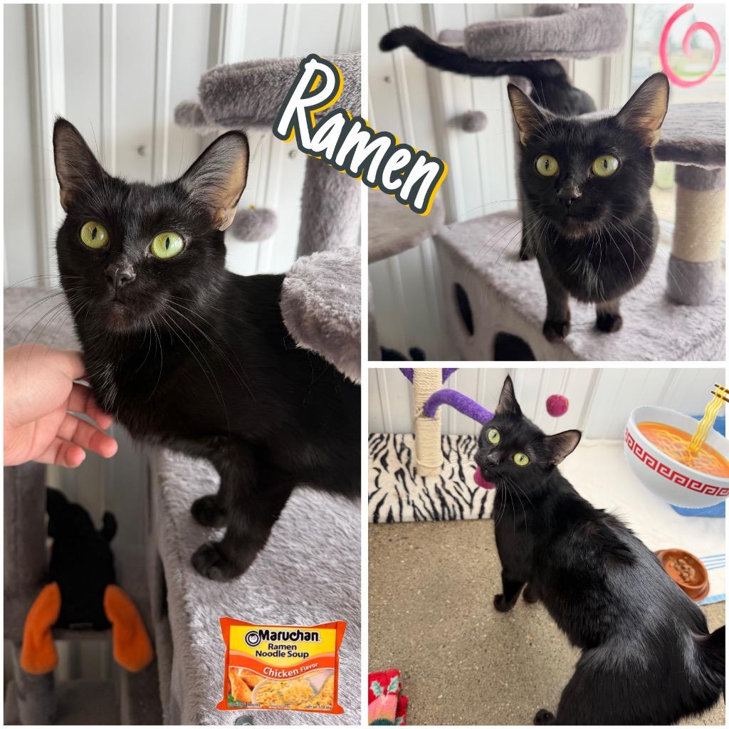 Enlarge Ramen- retired momma, a Adoptable mixed breed in Pierceton, IN image 4/6