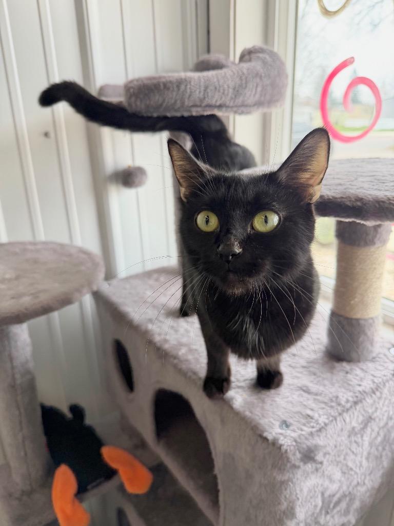 Enlarge Ramen- retired momma, a Adoptable mixed breed in Pierceton, IN image 6/6