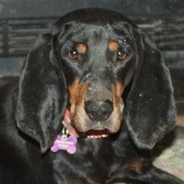 Enlarge Elvira (TN), an adopted Black and Tan Coonhound in Knoxville, TN image 1/5