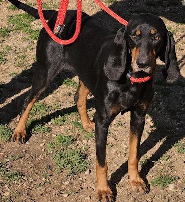 Enlarge Elvira (TN), an adopted Black and Tan Coonhound in Knoxville, TN image 2/5