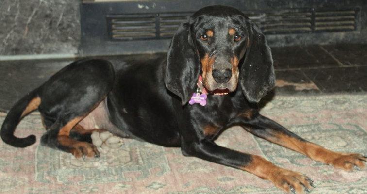 Enlarge Elvira (TN), an adopted Black and Tan Coonhound in Knoxville, TN image 5/5