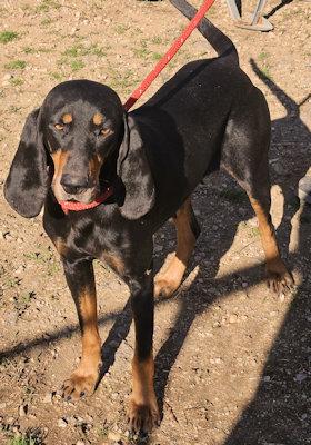 Enlarge Elvira (TN), an adopted Black and Tan Coonhound in Knoxville, TN image 3/5