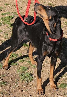 Enlarge Elvira (TN), an adopted Black and Tan Coonhound in Knoxville, TN image 4/5