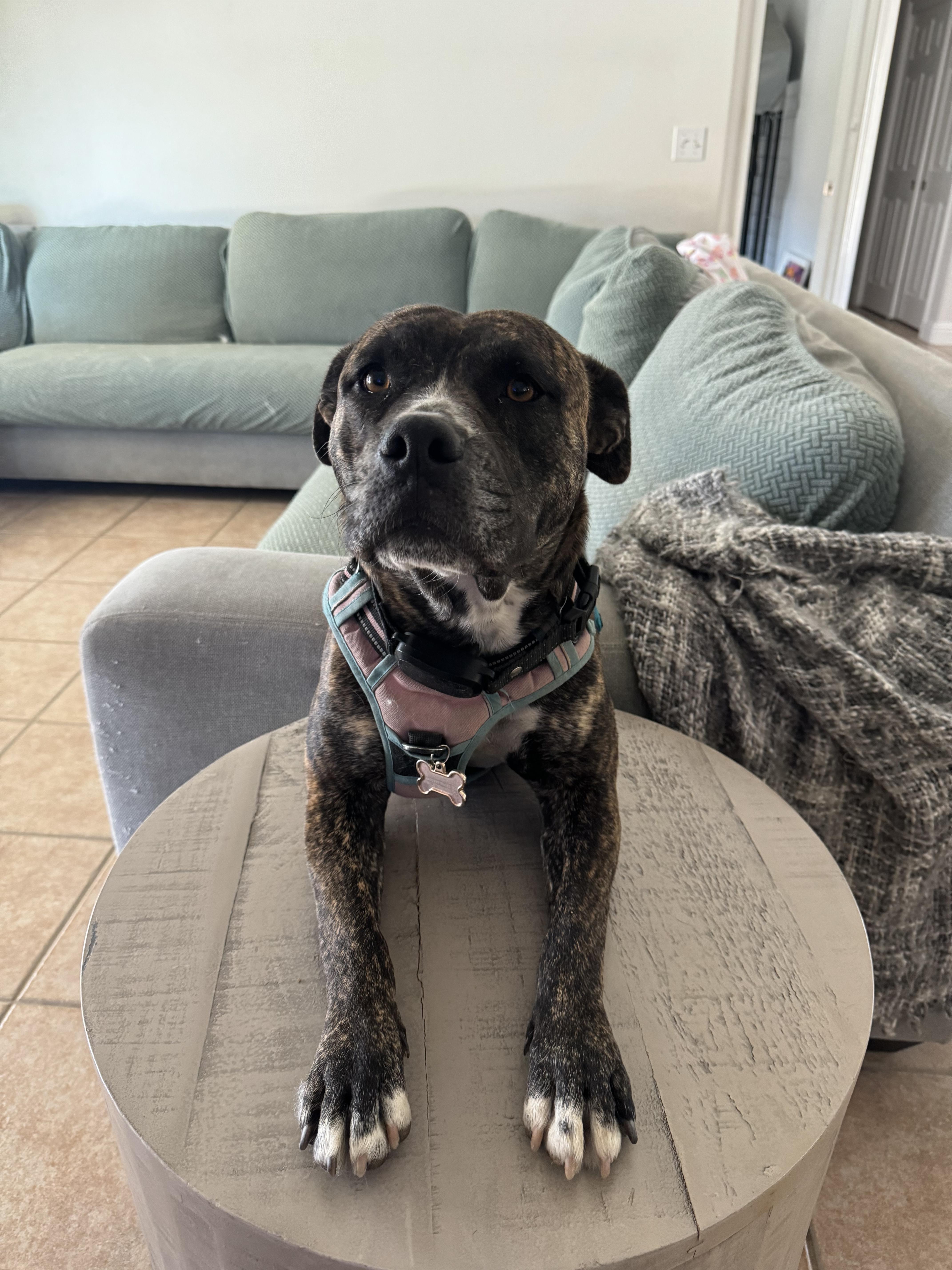 Enlarge Bailey 2 (Owner Assist), a Adoptable mixed breed in Tracy, CA image 1/3