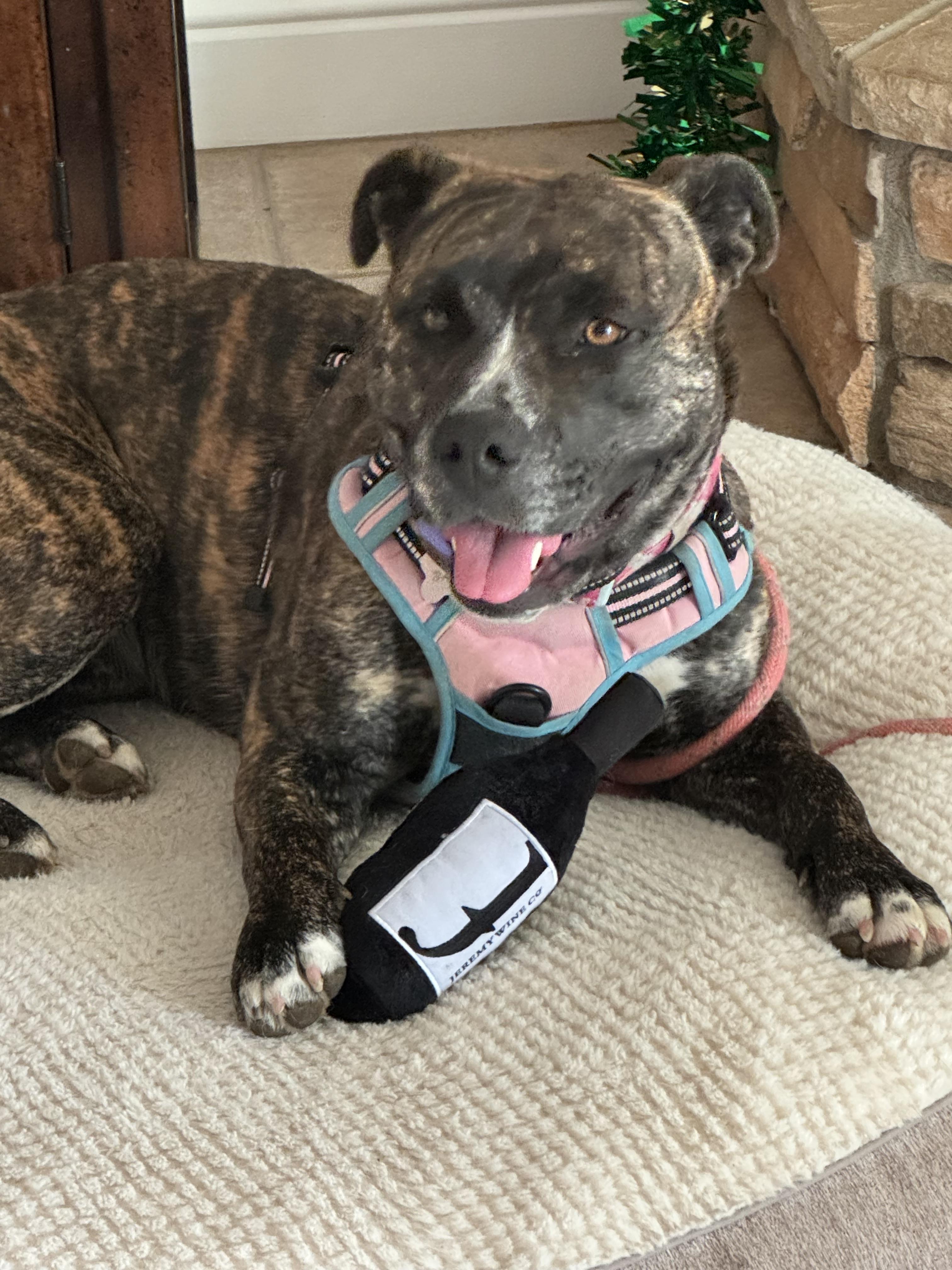 Enlarge Bailey 2 (Owner Assist), a Adoptable mixed breed in Tracy, CA image 2/3