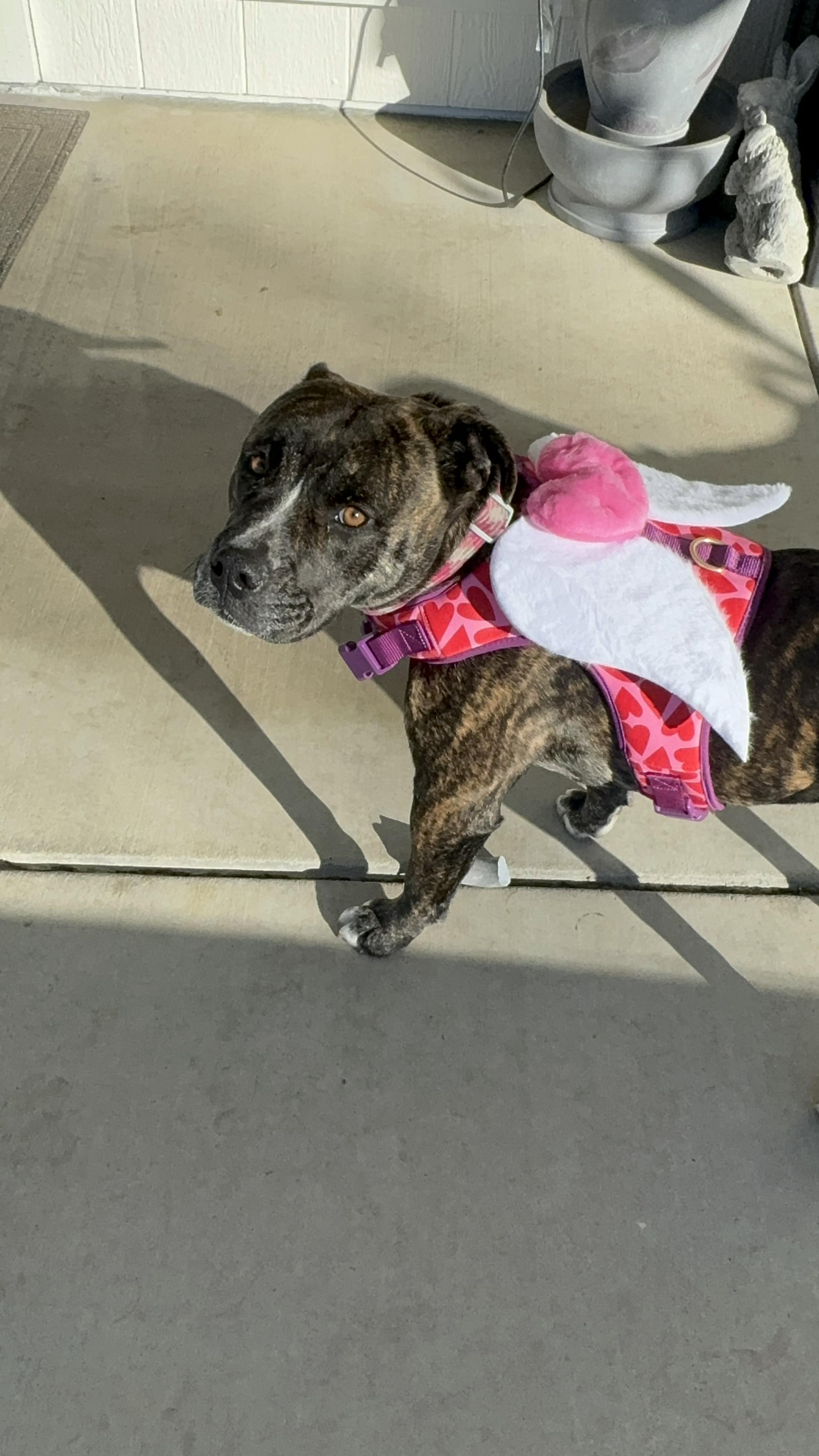 Enlarge Bailey 2 (Owner Assist), a Adoptable mixed breed in Tracy, CA image 3/3