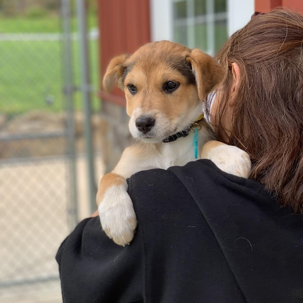 Enlarge Miss Bee, a ADOPTABLE mixed breed in Sparta, NJ image 2/6