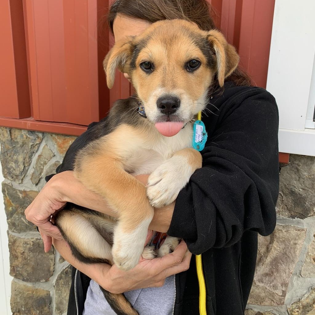 Enlarge Miss Bee, a ADOPTABLE mixed breed in Sparta, NJ image 5/6