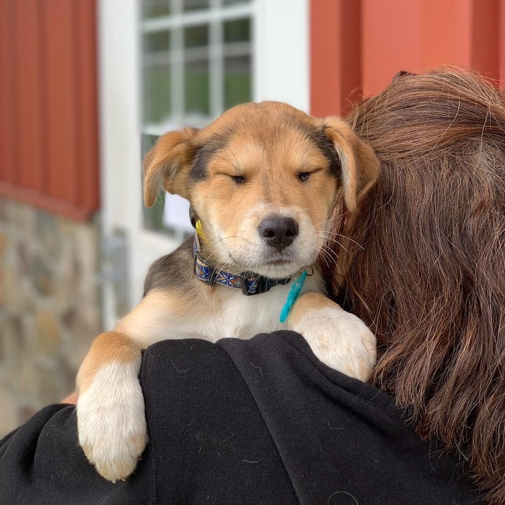 Enlarge Miss Bee, a ADOPTABLE mixed breed in Sparta, NJ image 3/6