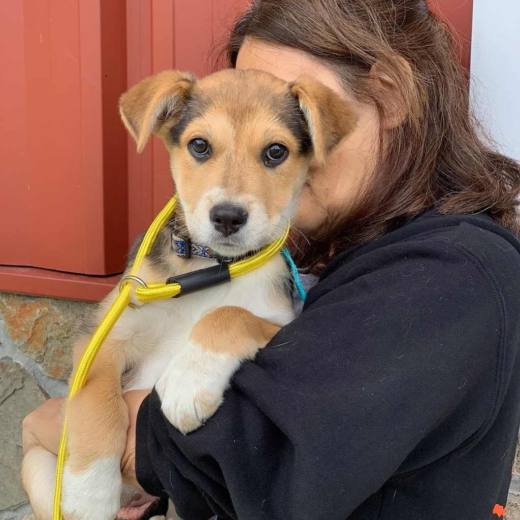 Enlarge Miss Bee, a ADOPTABLE mixed breed in Sparta, NJ image 1/6