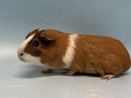 Kendall, Adoptable, Adult Female Guinea Pig.