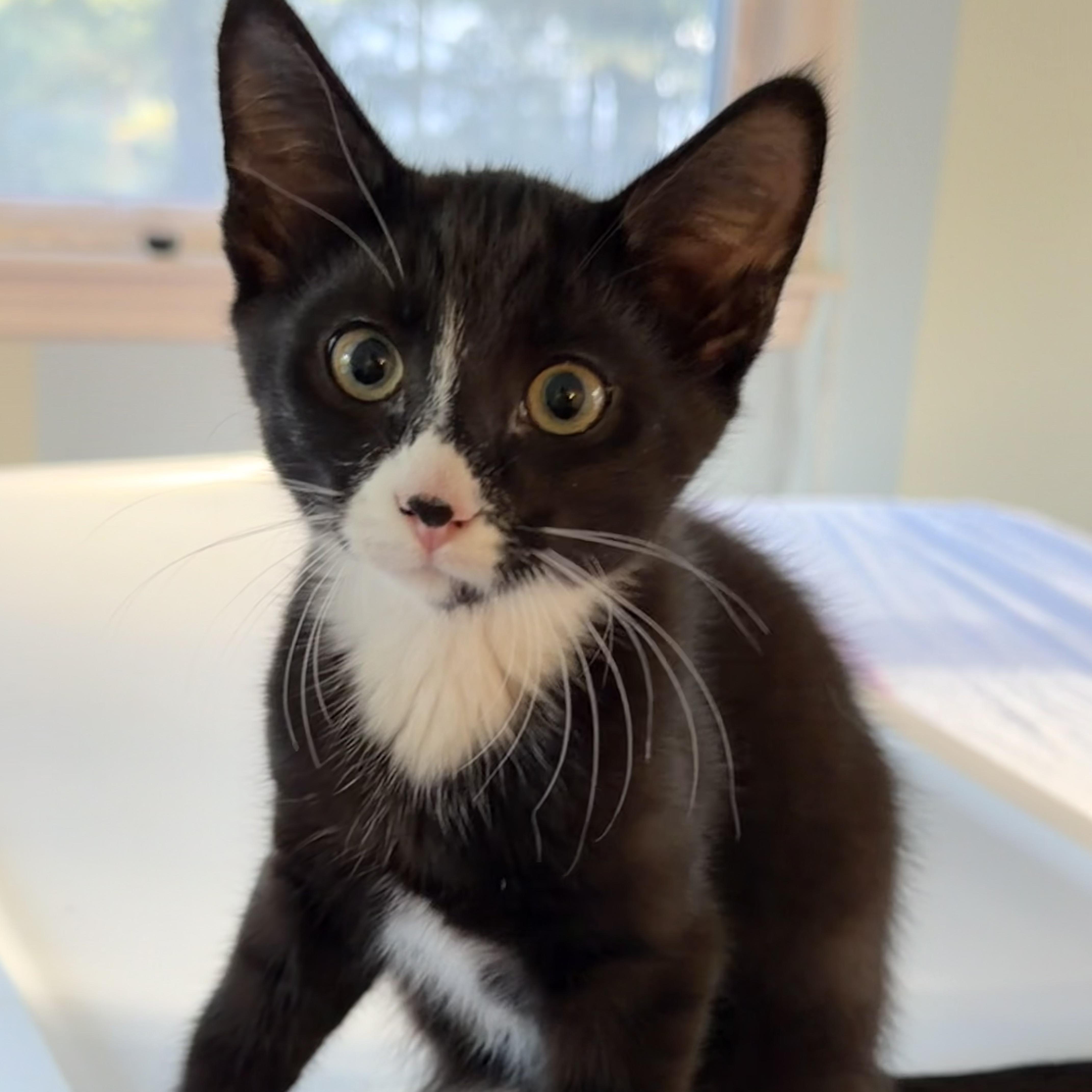 PORCINI, Adopted, Kitten Male Domestic Short Hair.