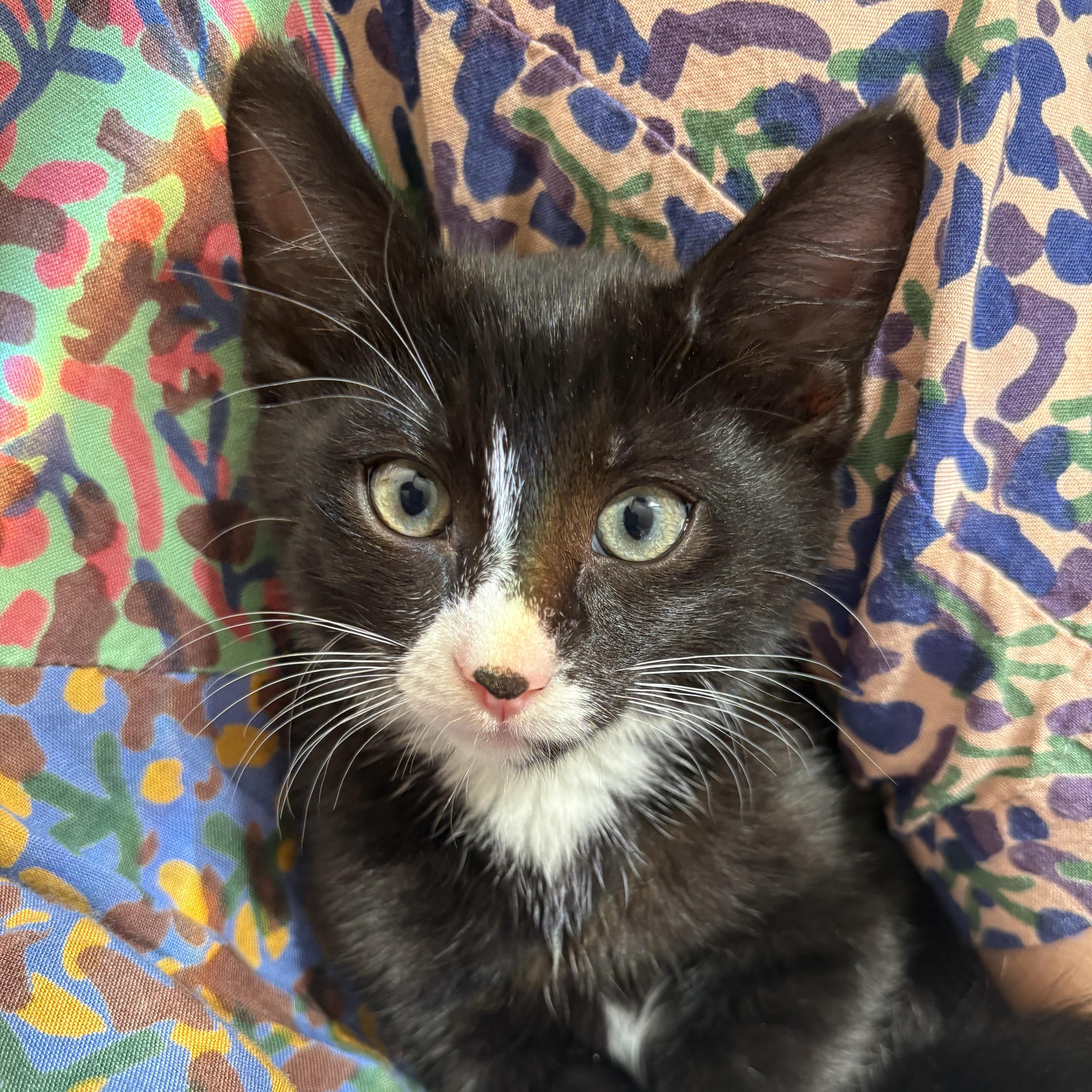 Enlarge PORCINI, a Adopted Domestic Short Hair in East Greenwich, RI image 2/2