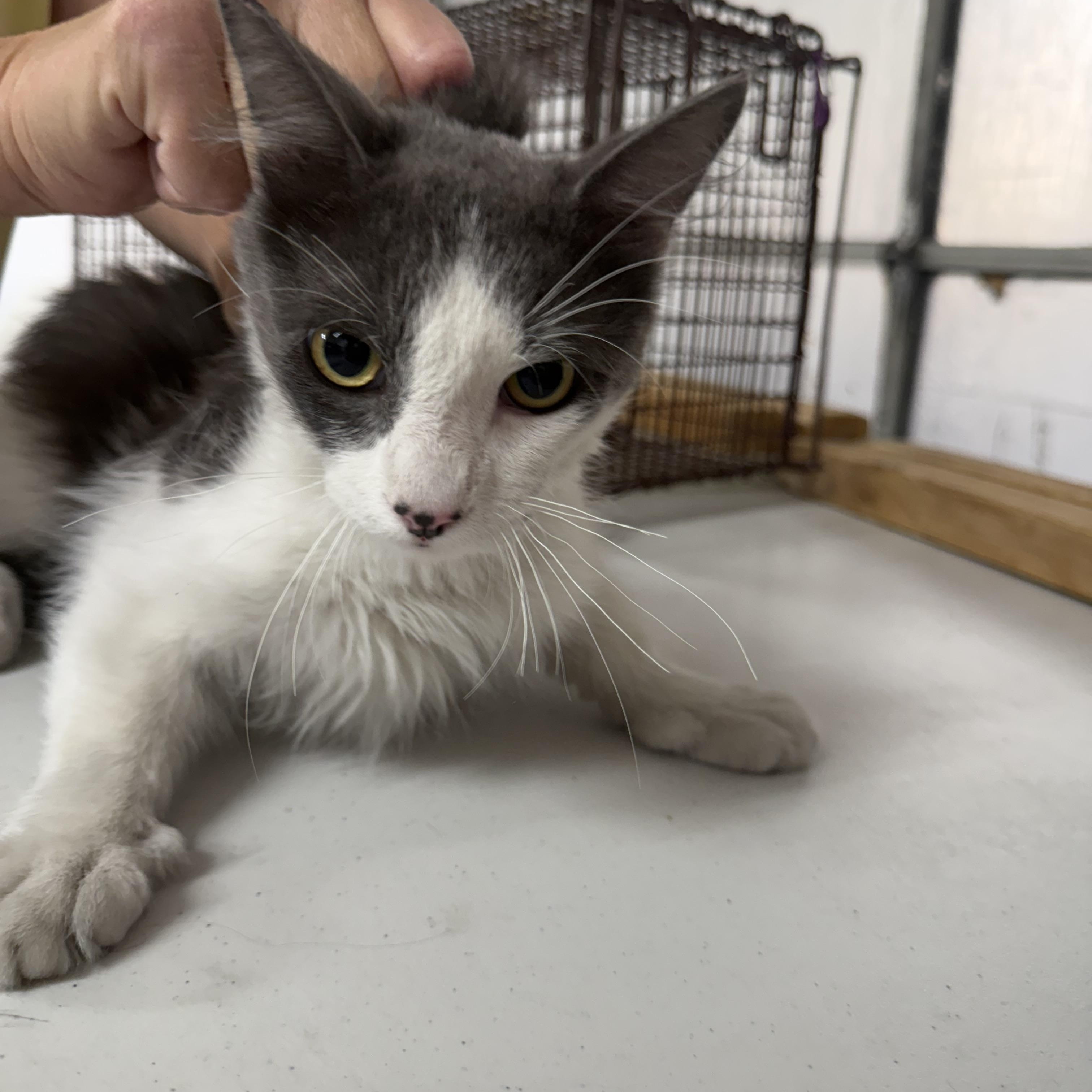 Rocket Stop, an adoptable Domestic Medium Hair in Las Vegas, NV, 89101 | Photo Image 1