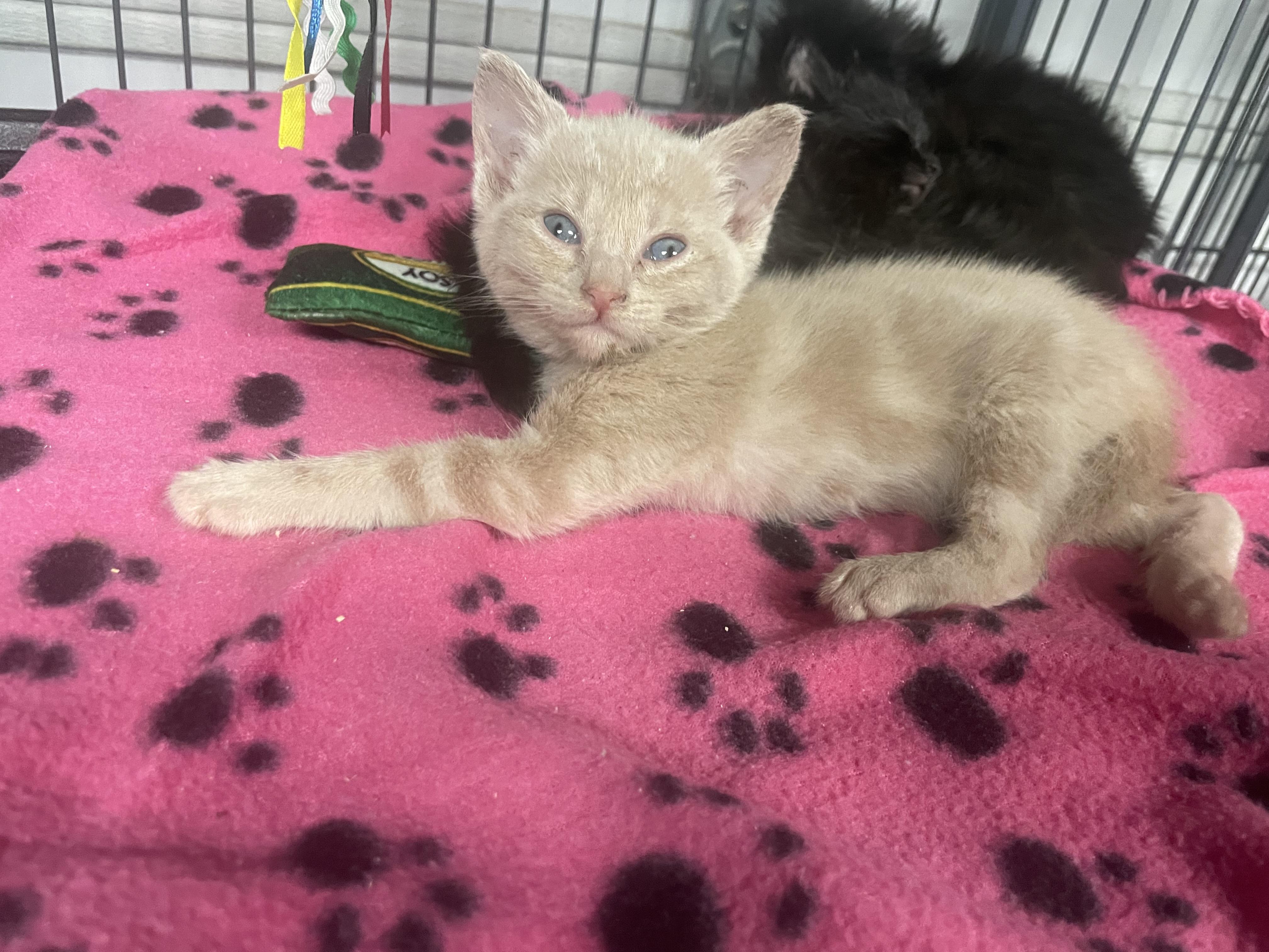 Enlarge Polaris, a Adoptable Domestic Short Hair in Goodlettsville, TN image 1/1