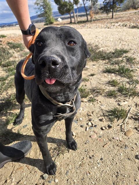 Enlarge SUNDAY, a Adoptable Labrador Retriever in Casper, WY image 1/1