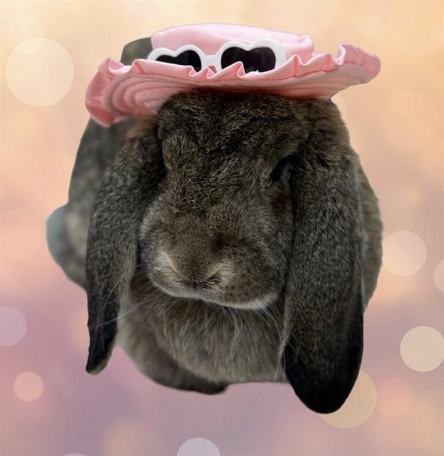 BABE, Adoptable, Young Female Bunny Rabbit.