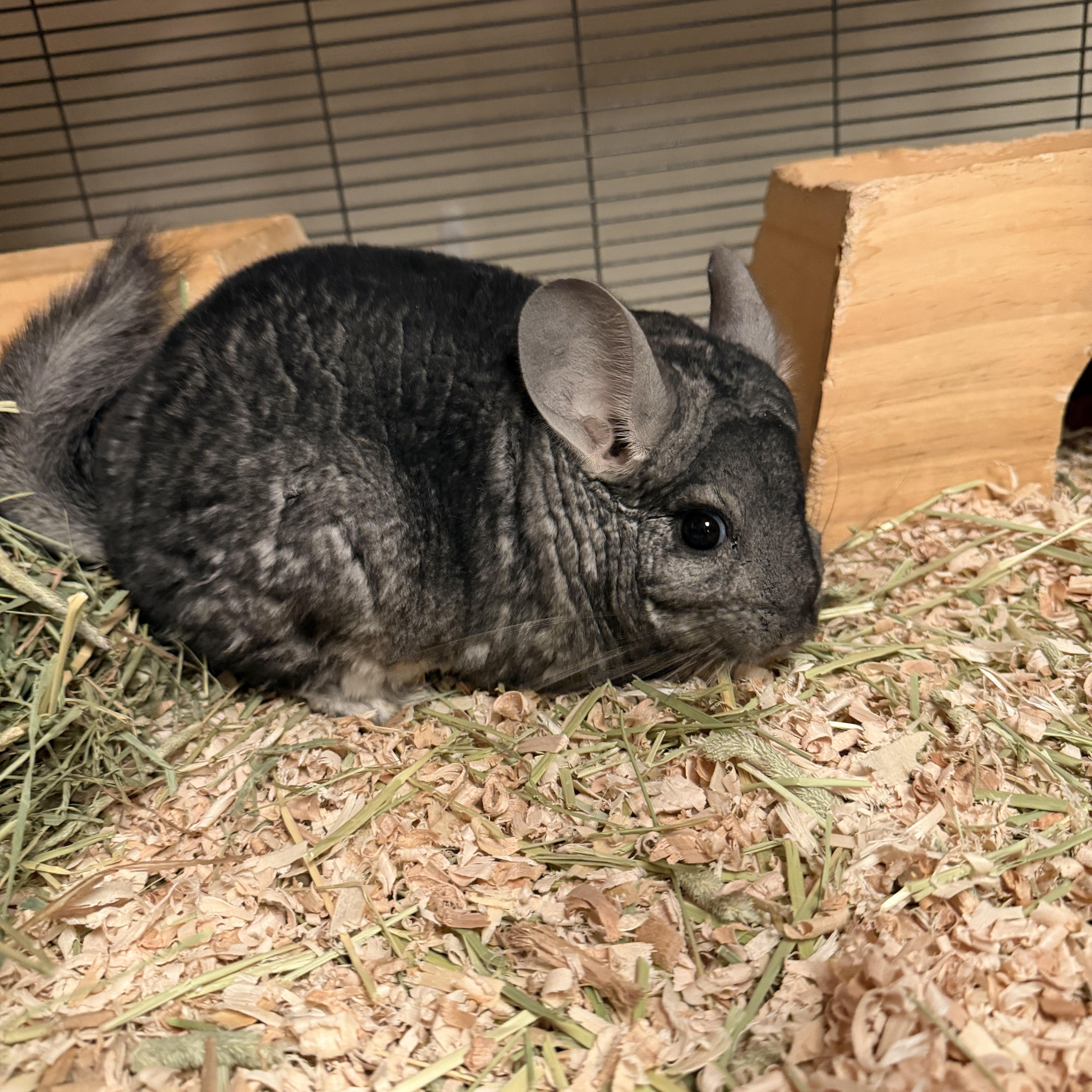 Catbus, Adoptable, Young Male Chinchilla.