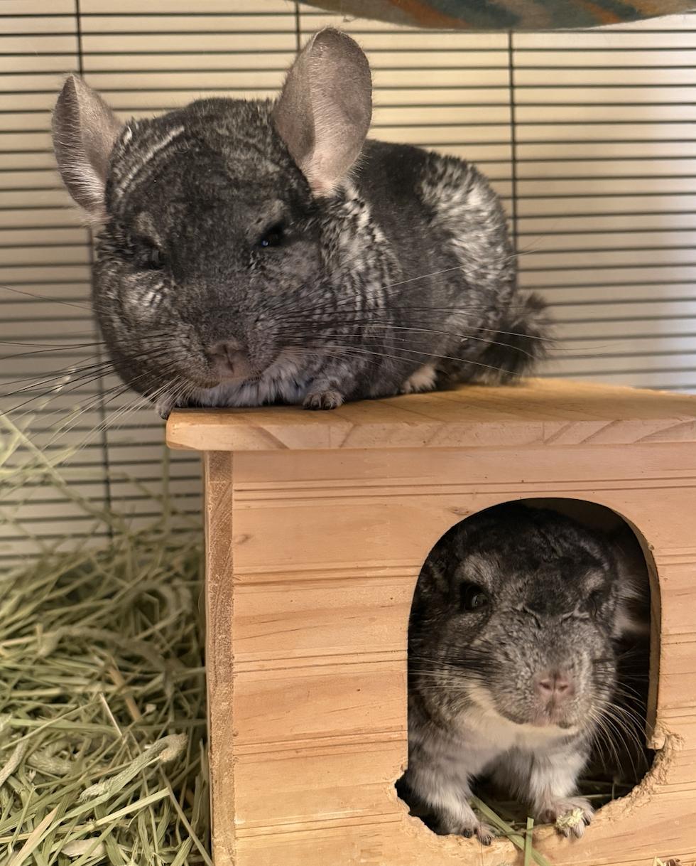 Apollo & Catbus BONDED, a Adoptable Chinchilla in Minneapolis, MN image 4/4