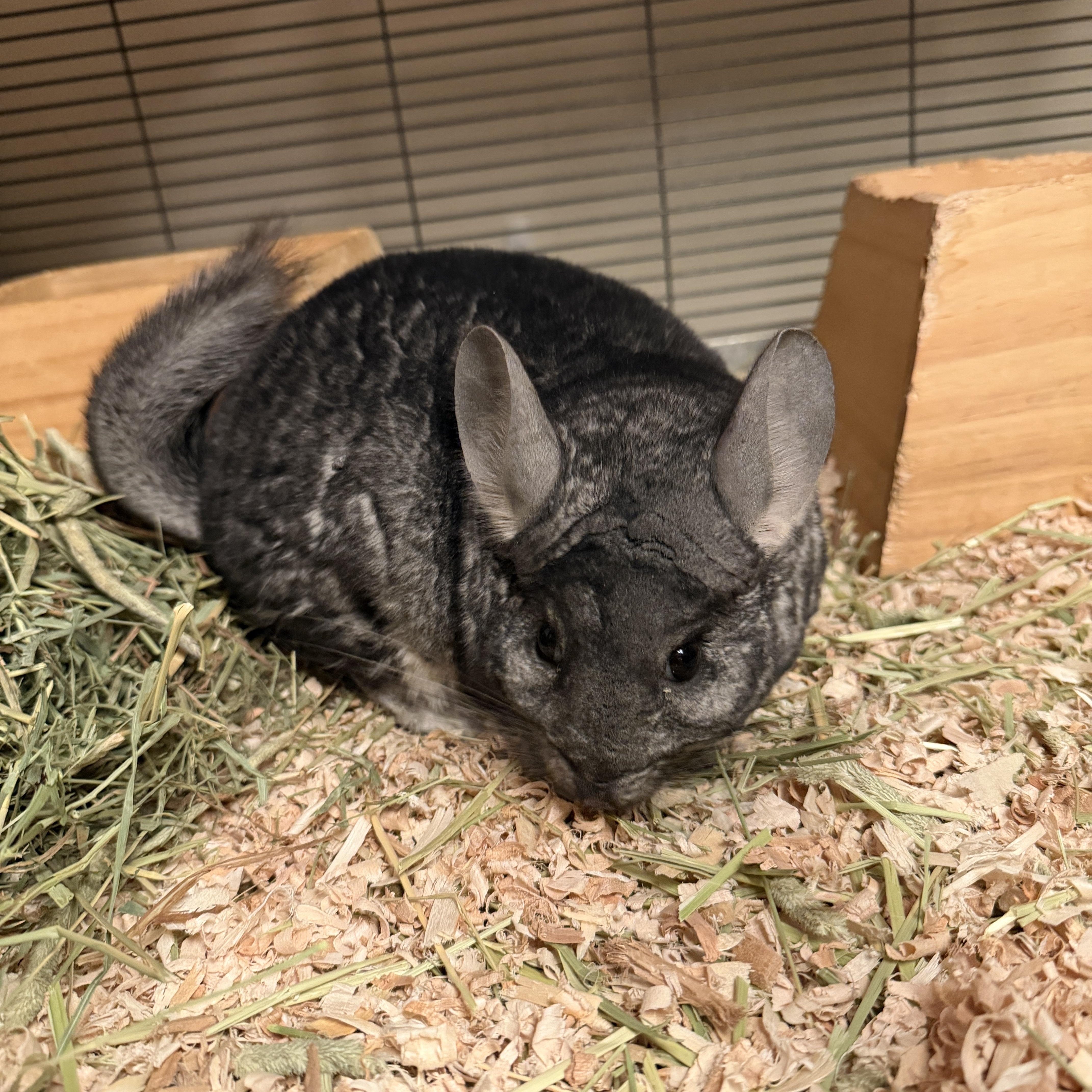 Catbus, a Adoptable Chinchilla in Minneapolis, MN image 2/3