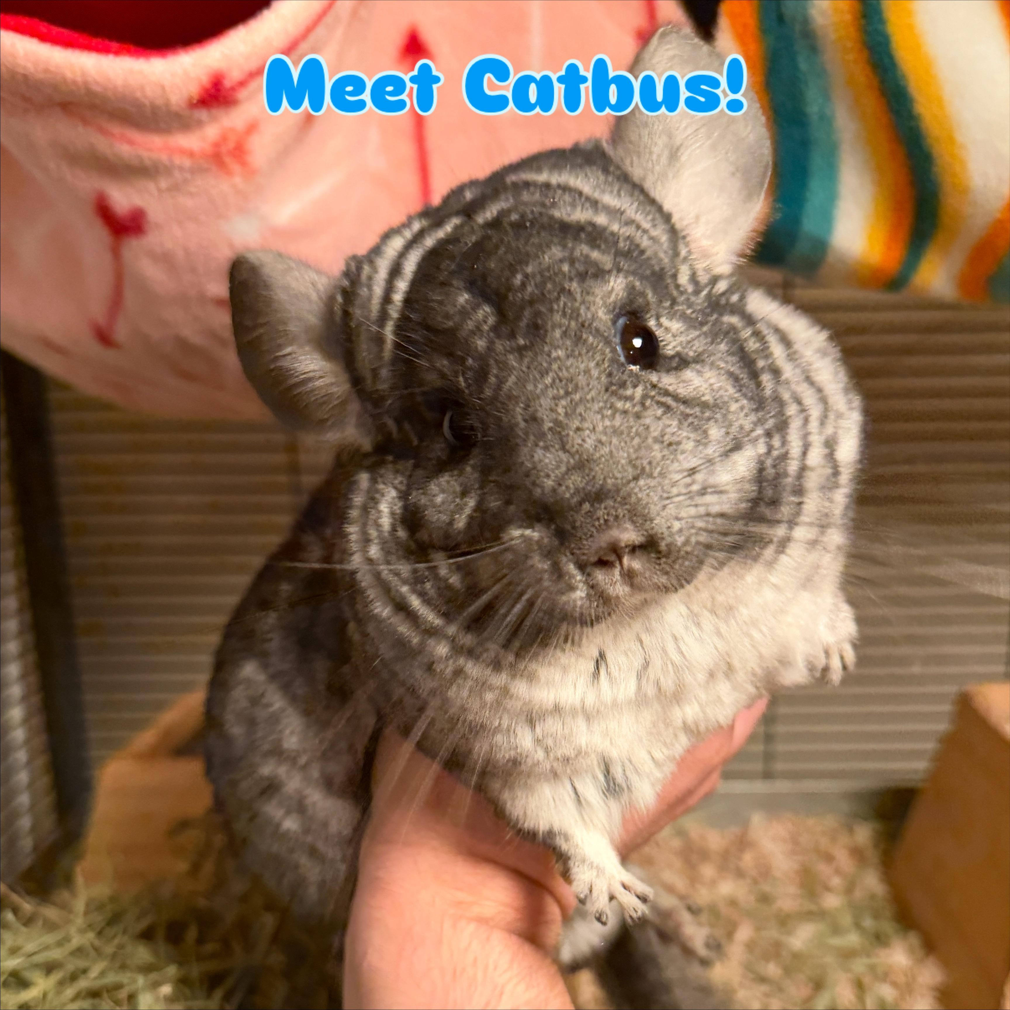 Catbus, a Adoptable Chinchilla in Minneapolis, MN image 3/3