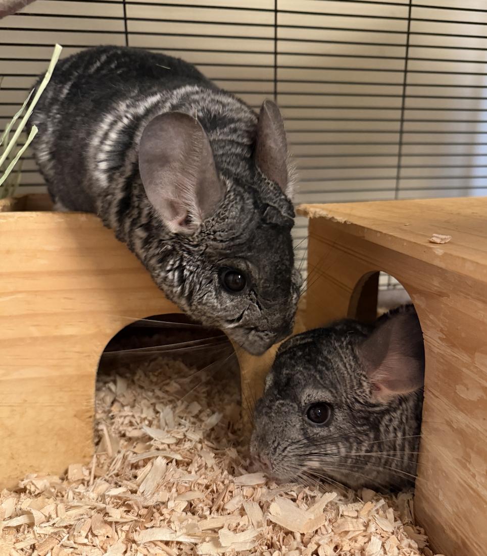 Apollo & Catbus BONDED, Adoptable, Young Male Chinchilla.