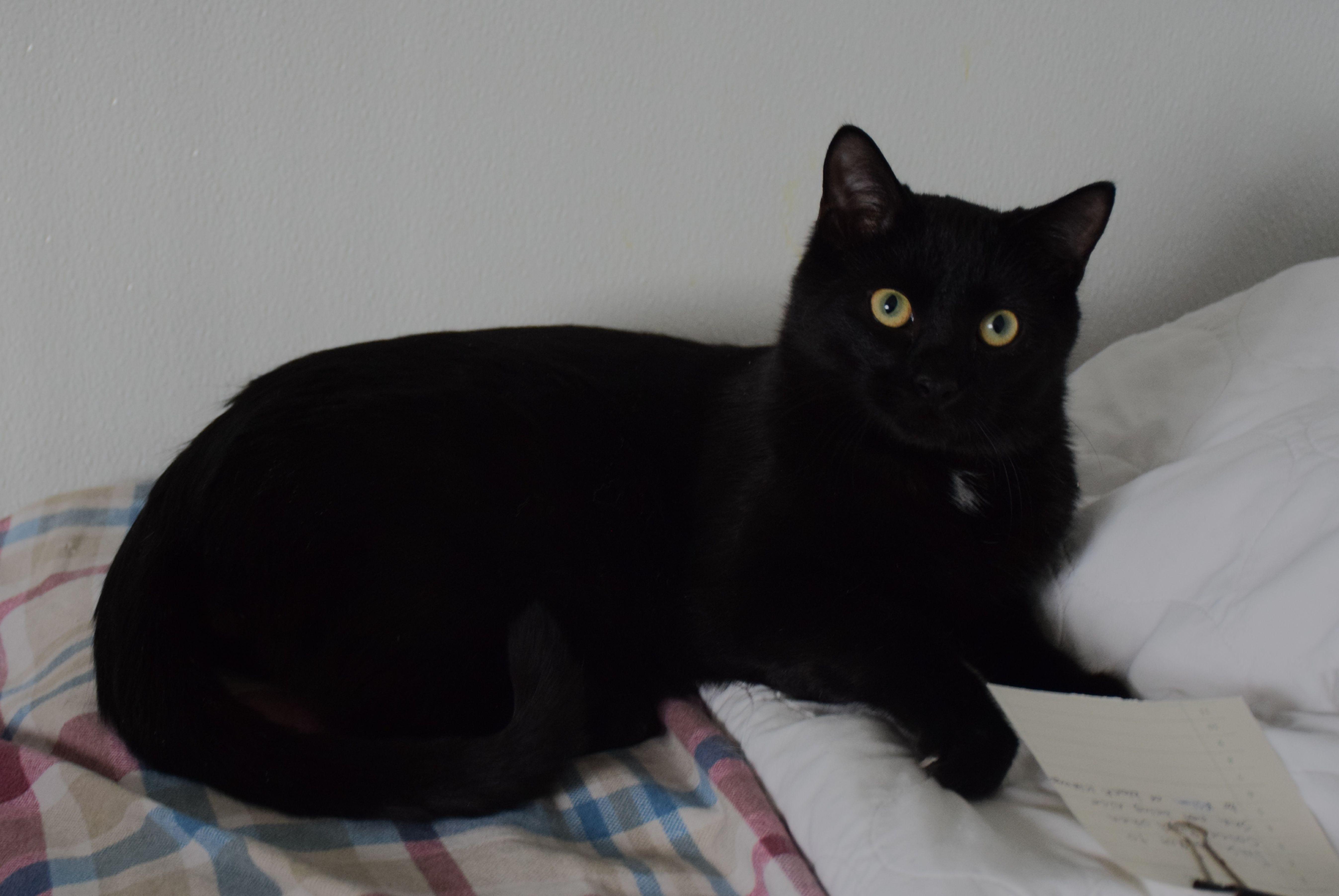 Mercury, Adoptable, Young Male Domestic Short Hair.