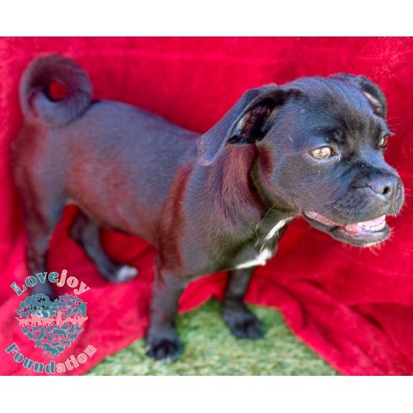 Enlarge Sleepy, a Adoptable Chug in Inglewood, CA image 2/2