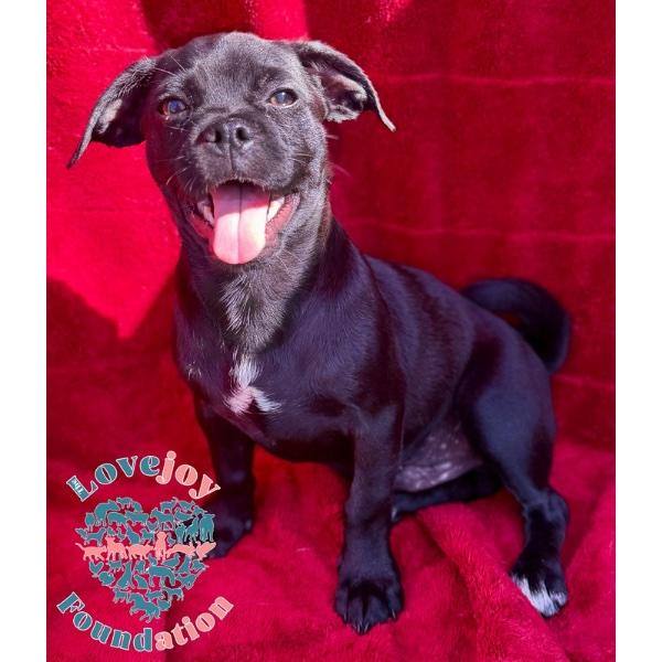 Sleepy, Adoptable, Puppy Male Chug.
