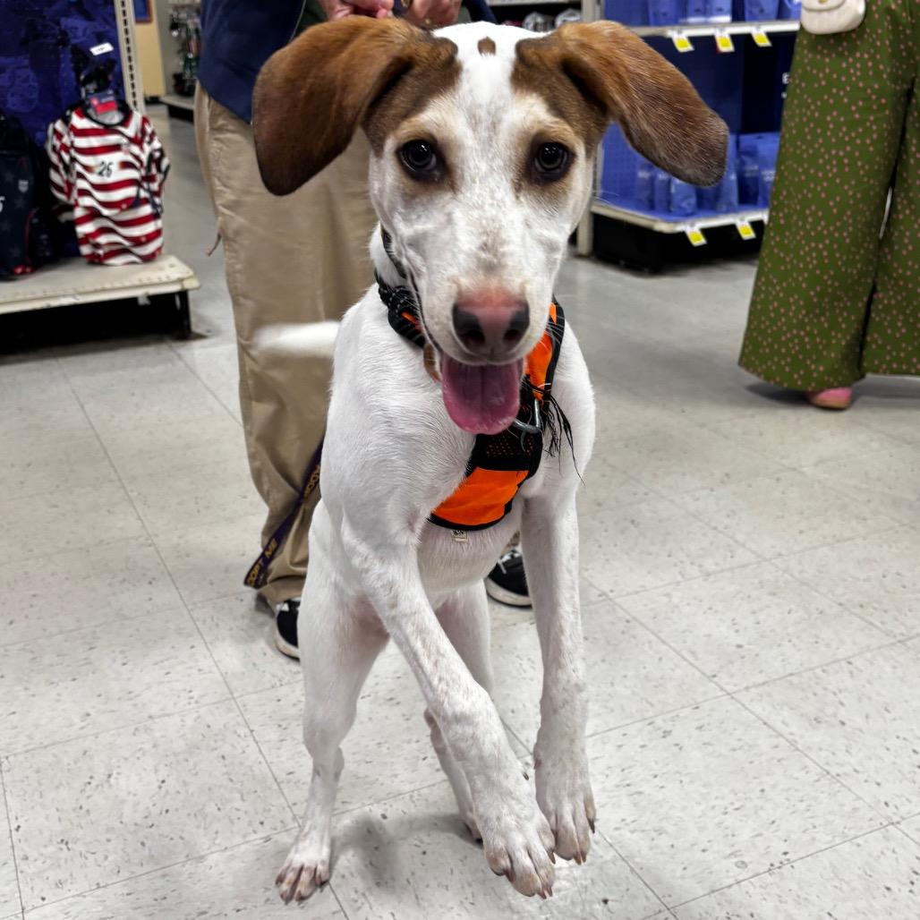 Juicy Pear AKA Sadie Sue 26-0114, a Adoptable Mixed Breed in Yanceyville, NC image 1/4