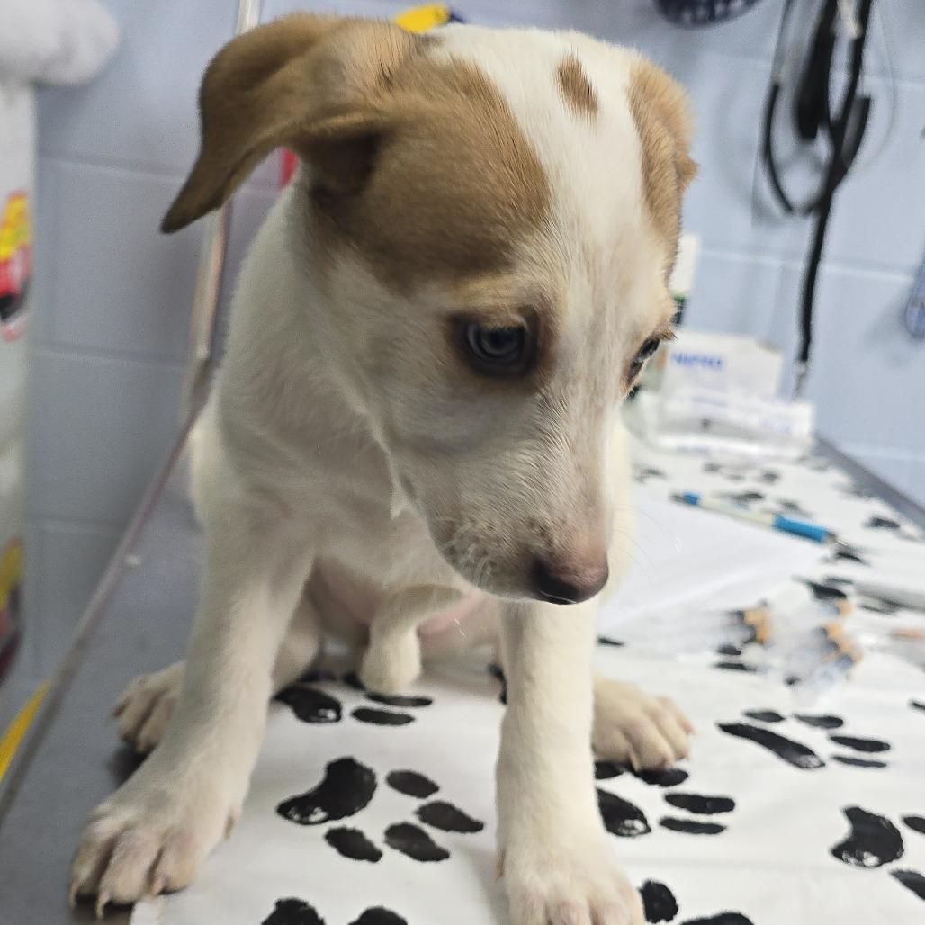 Juicy Pear AKA Sadie Sue 26-0114, a Adoptable Mixed Breed in Yanceyville, NC image 2/4