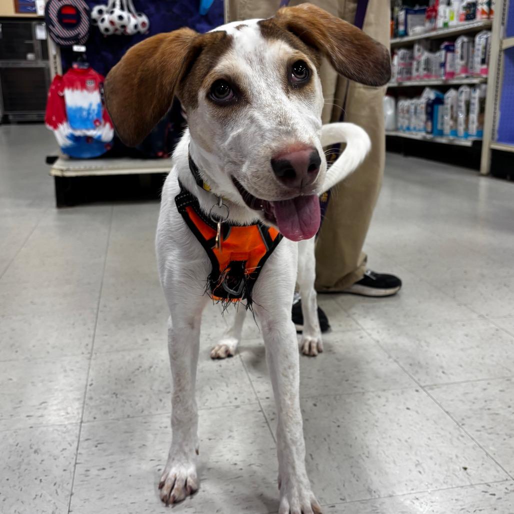 Juicy Pear AKA Sadie Sue 26-0114, a Adoptable Mixed Breed in Yanceyville, NC image 3/4