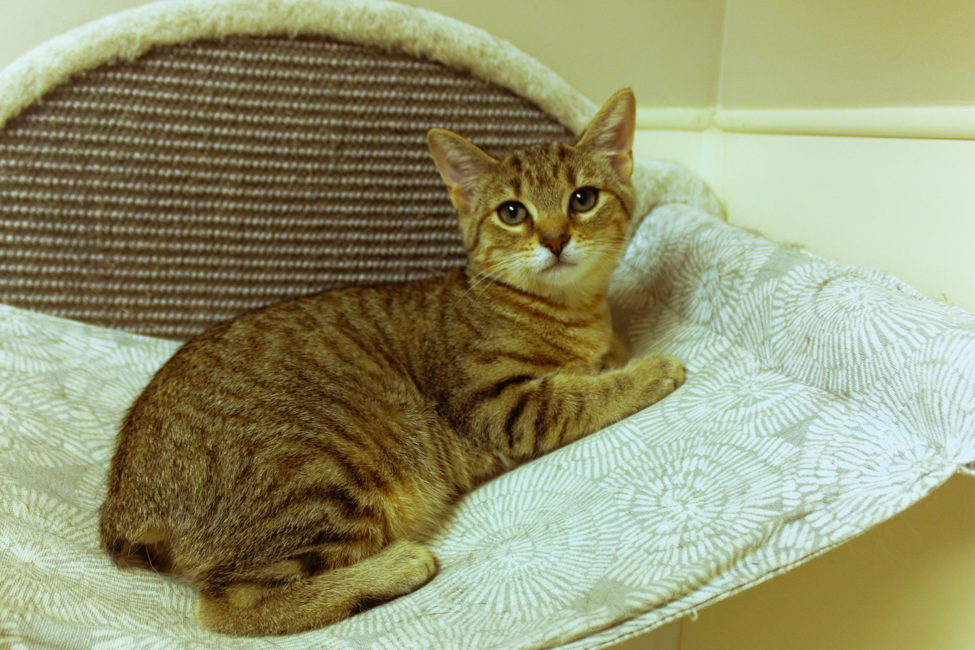 Enlarge Flicker (no tail), an adopted Domestic Short Hair in Urbana, OH image 1/5