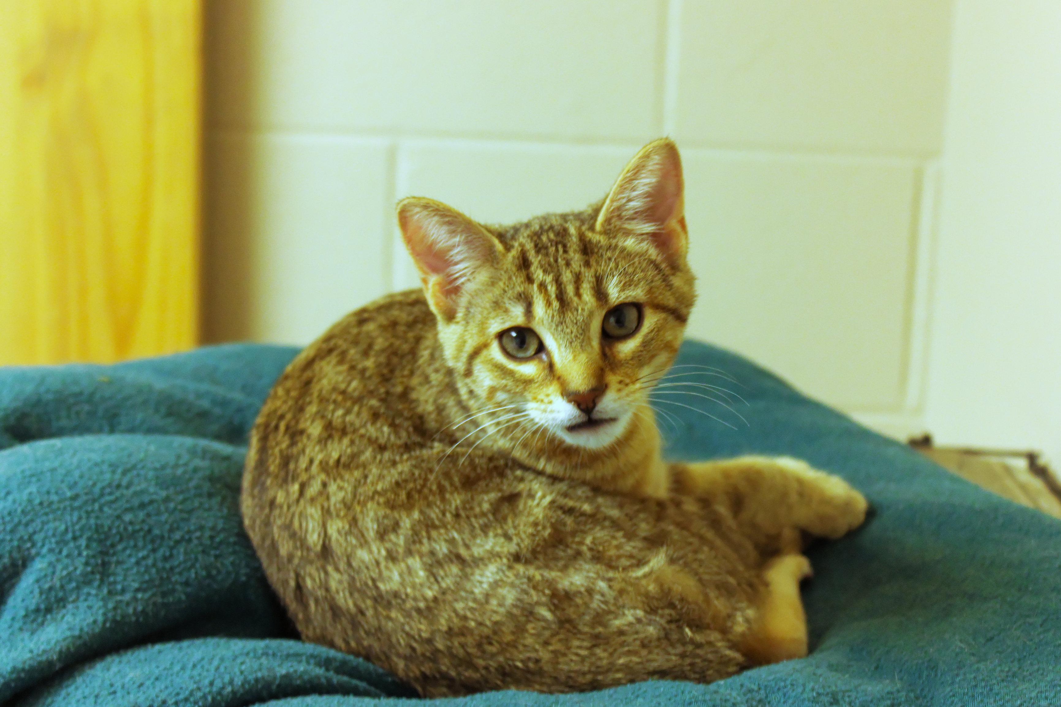 Enlarge Flicker (no tail), an adopted Domestic Short Hair in Urbana, OH image 2/5
