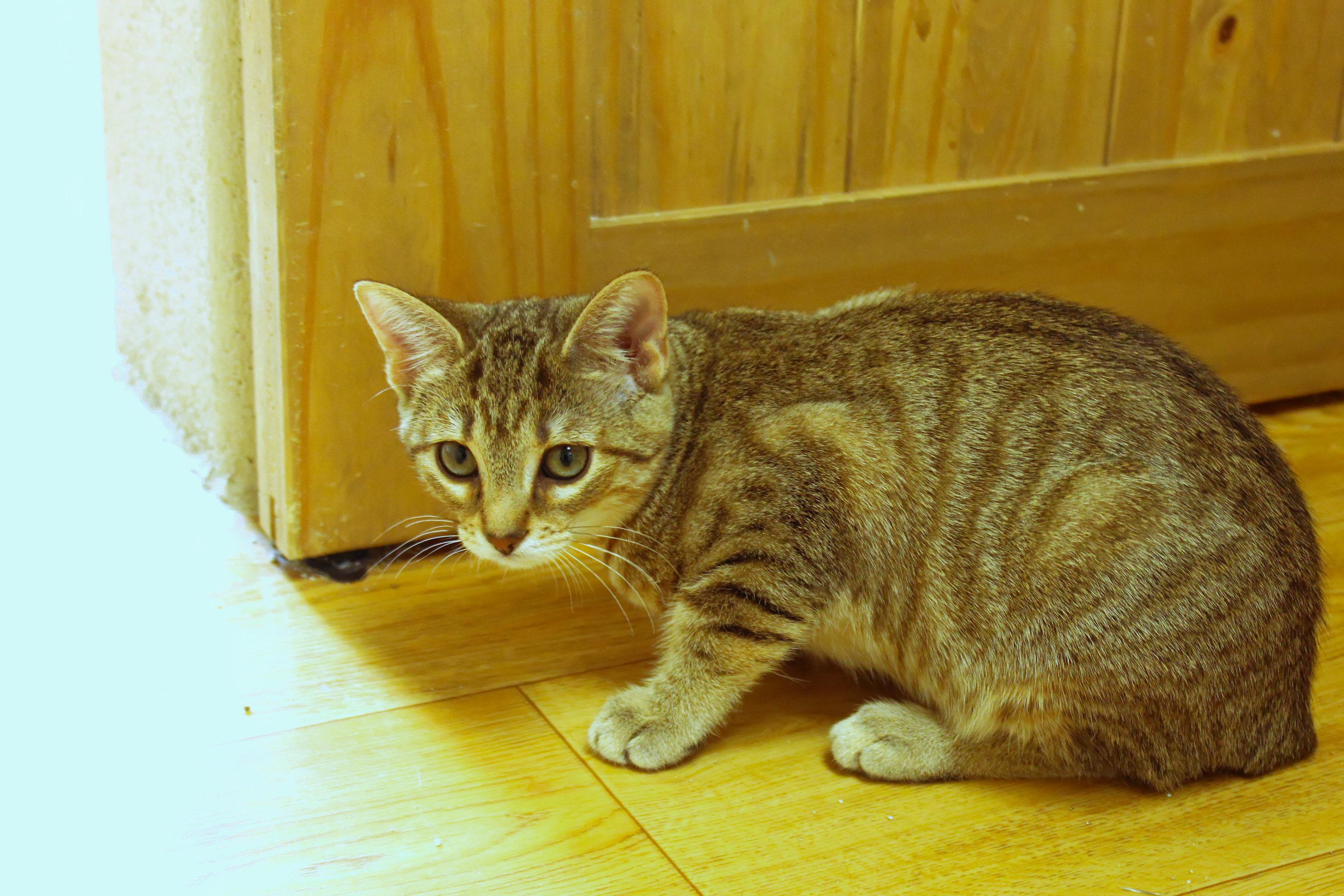 Enlarge Flicker (no tail), an adopted Domestic Short Hair in Urbana, OH image 4/5