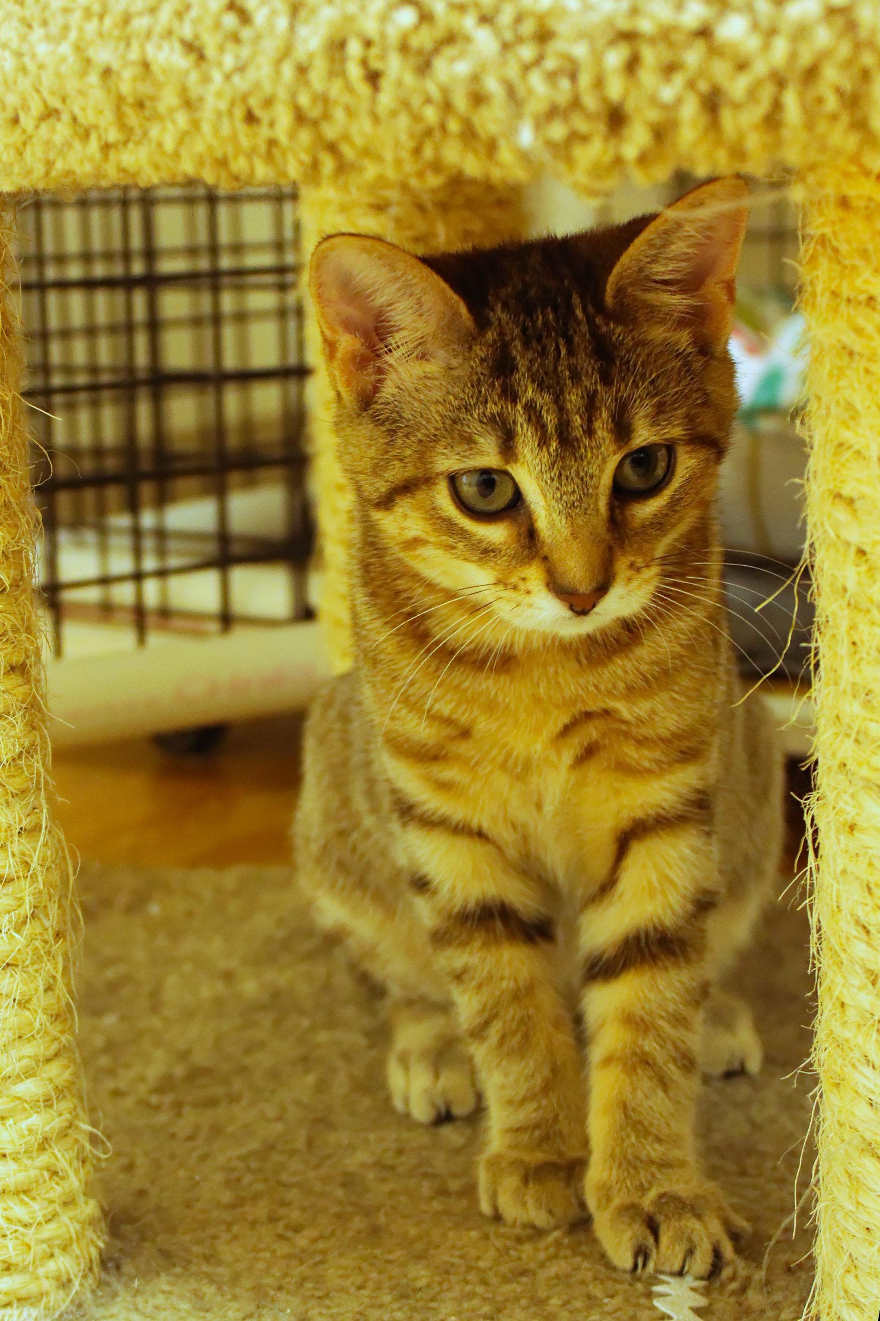 Enlarge Flicker (no tail), an adopted Domestic Short Hair in Urbana, OH image 5/5