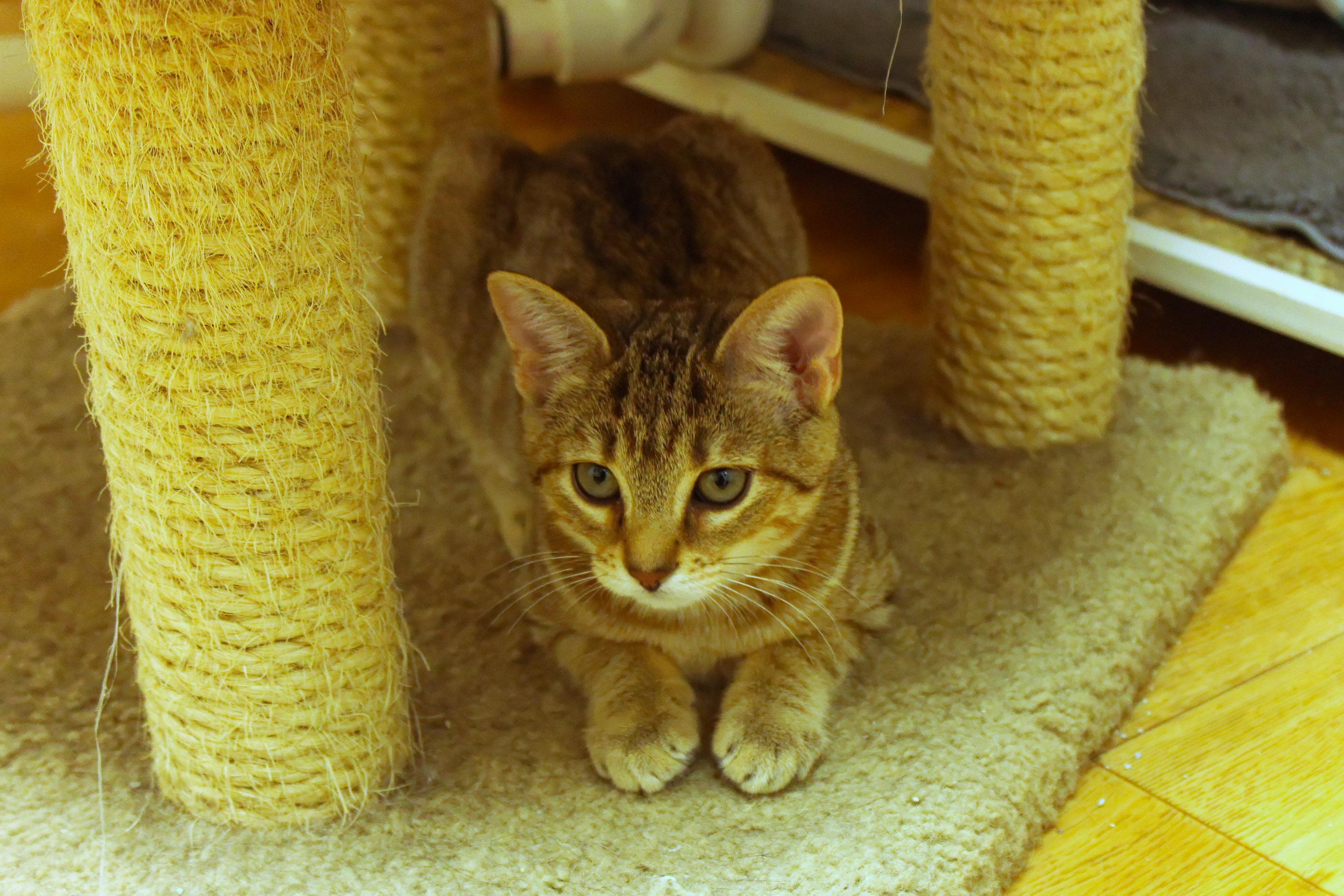 Enlarge Flicker (no tail), an adopted Domestic Short Hair in Urbana, OH image 3/5