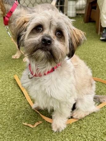 TEDDY, Adoptable, Young Male Shih Tzu & Mixed Breed.