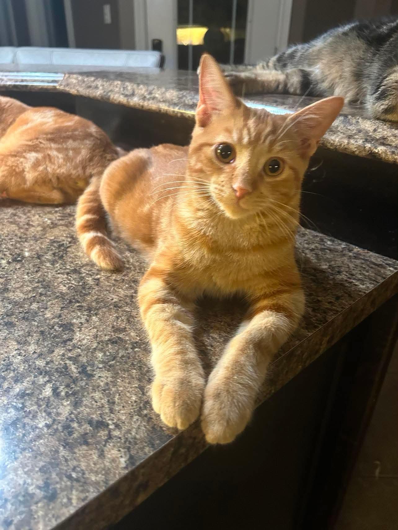Praline, Adoptable, Kitten Male Domestic Short Hair.