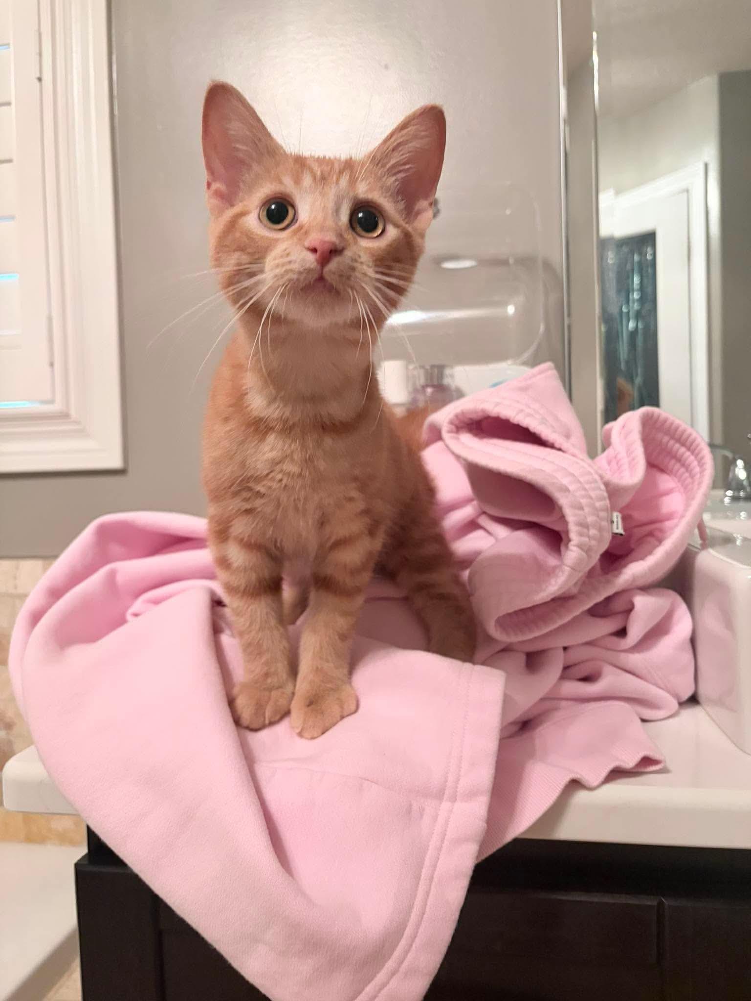 Praline, a ADOPTABLE Domestic Short Hair in Shakespeare, ON image 3/6