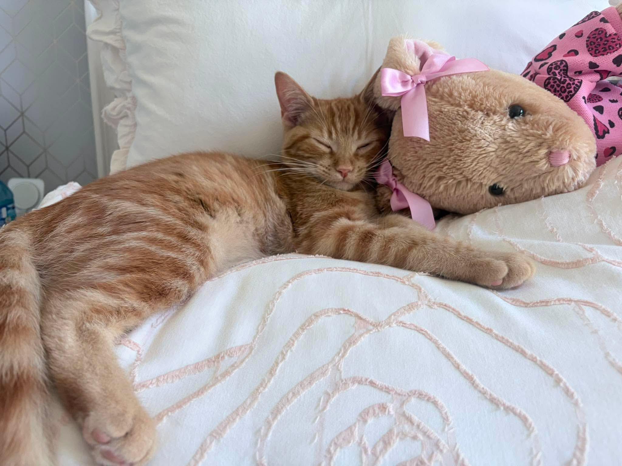 Praline, a ADOPTABLE Domestic Short Hair in Shakespeare, ON image 2/6