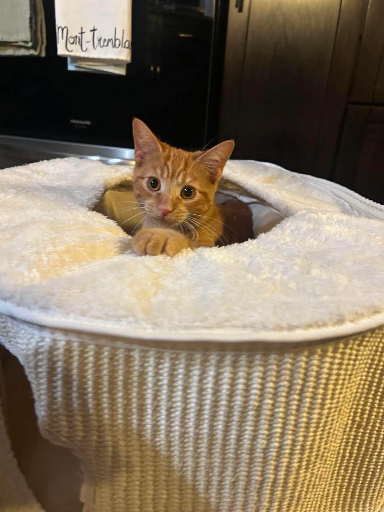 Enlarge Praline, a Adoptable Domestic Short Hair in Shakespeare, ON image 5/6