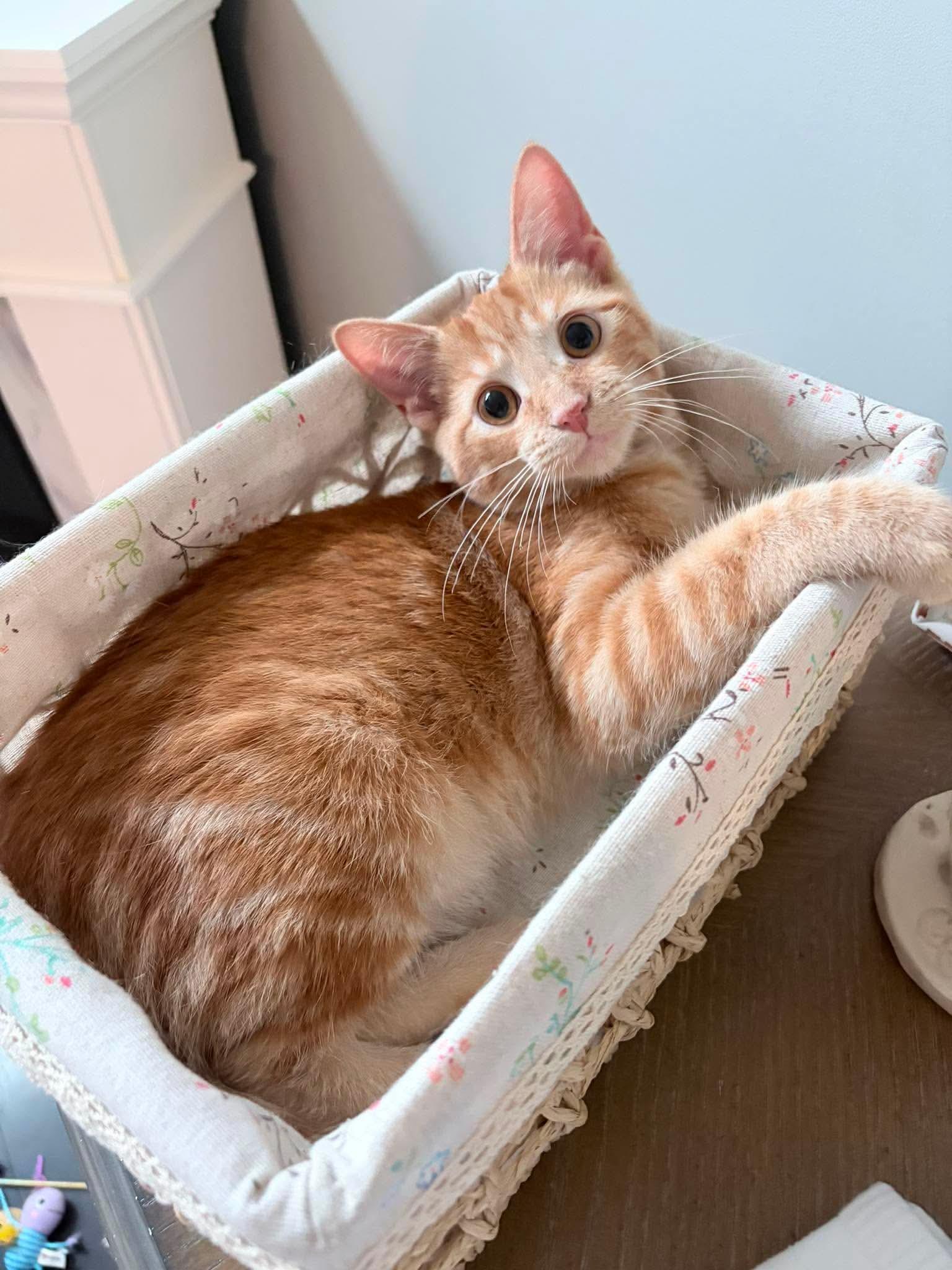 Praline, a ADOPTABLE Domestic Short Hair in Shakespeare, ON image 1/6
