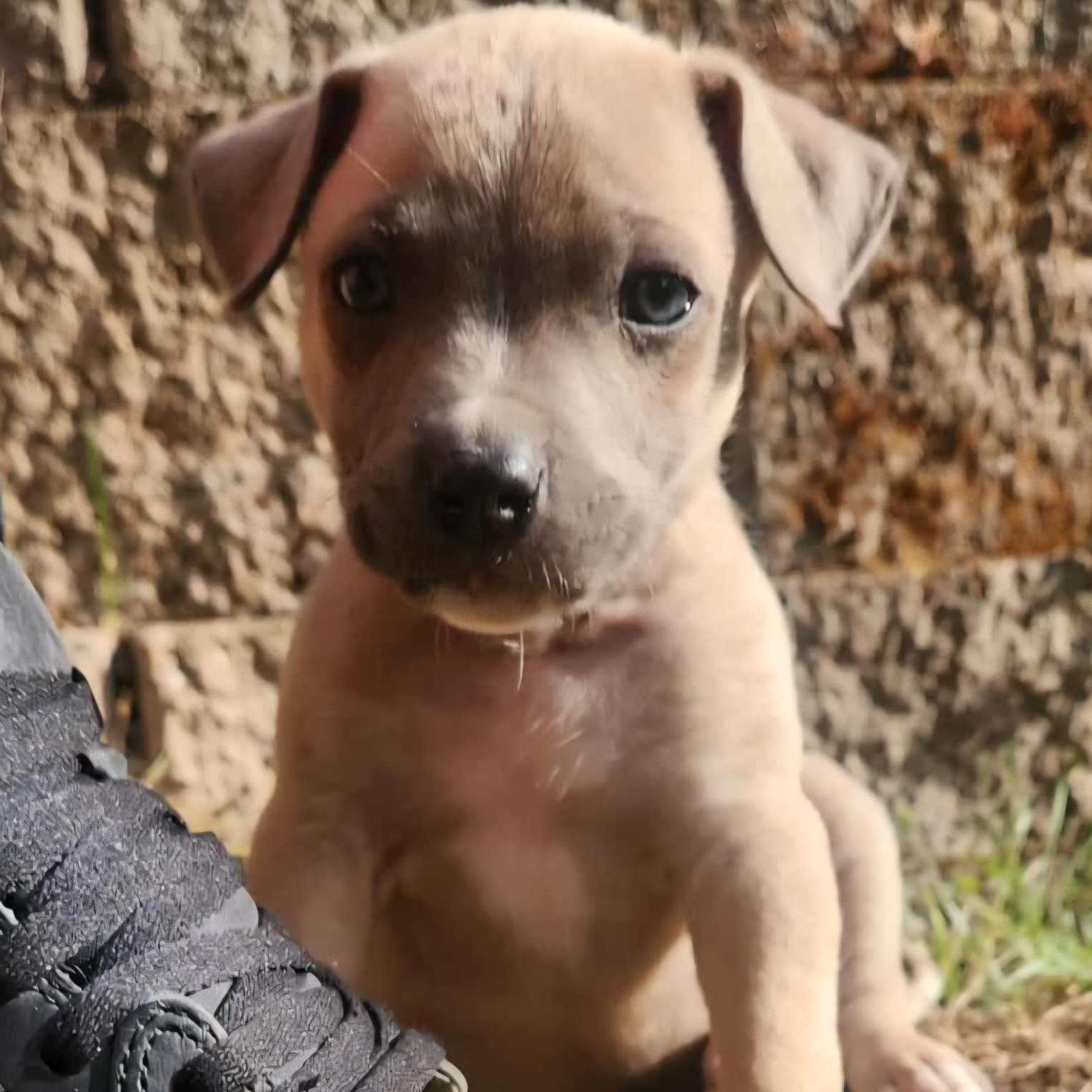 The Ellensburg Munchkins (Three Chubby Puppies Looking for Love!), Adopted, Puppy Male Boxer.