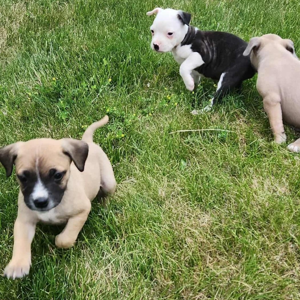 Enlarge The Ellensburg Munchkins (Three Chubby Puppies Looking for Love!), a Adopted mixed breed in Kirkland, WA image 2/4