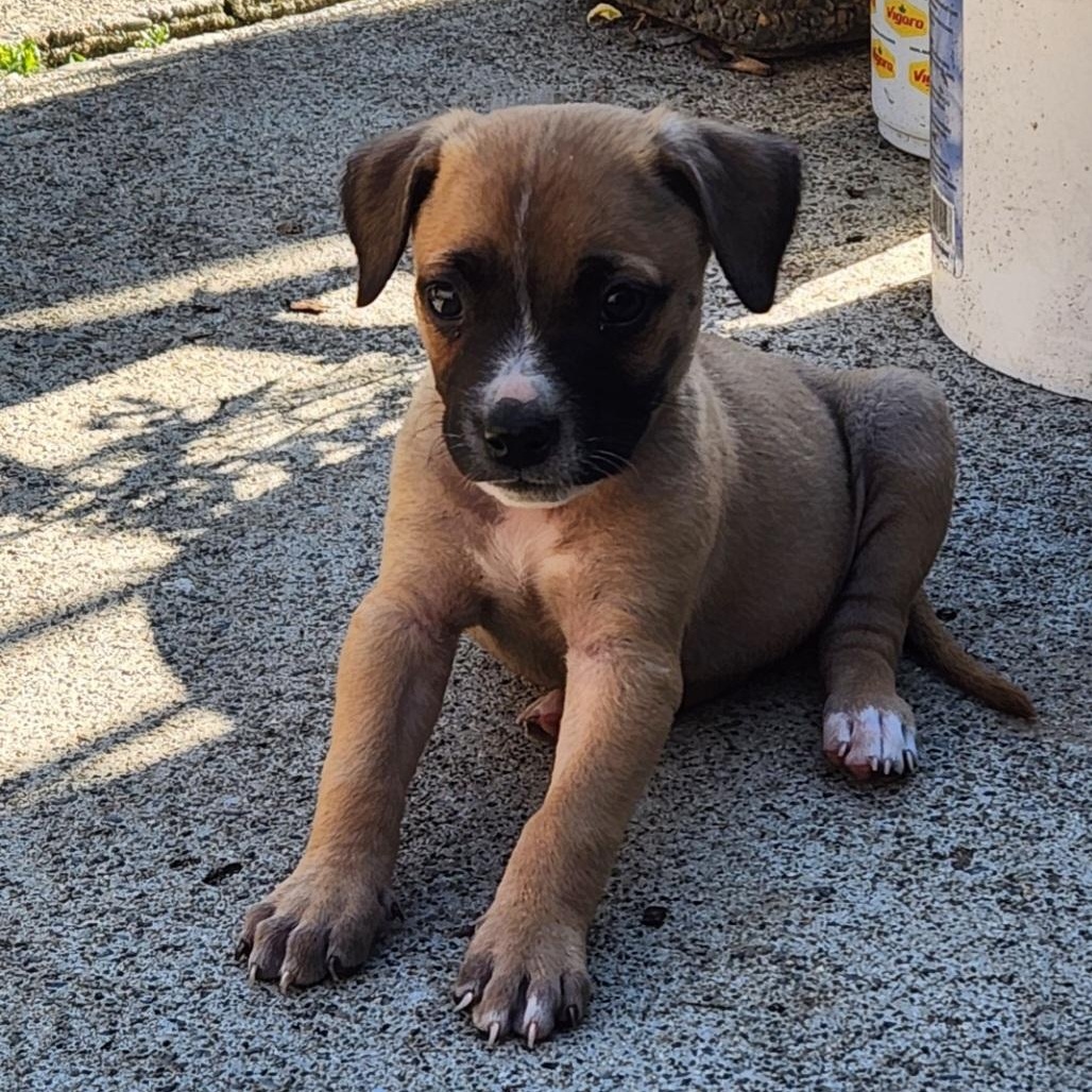 Enlarge The Ellensburg Munchkins (Three Chubby Puppies Looking for Love!), a Adopted mixed breed in Kirkland, WA image 3/4